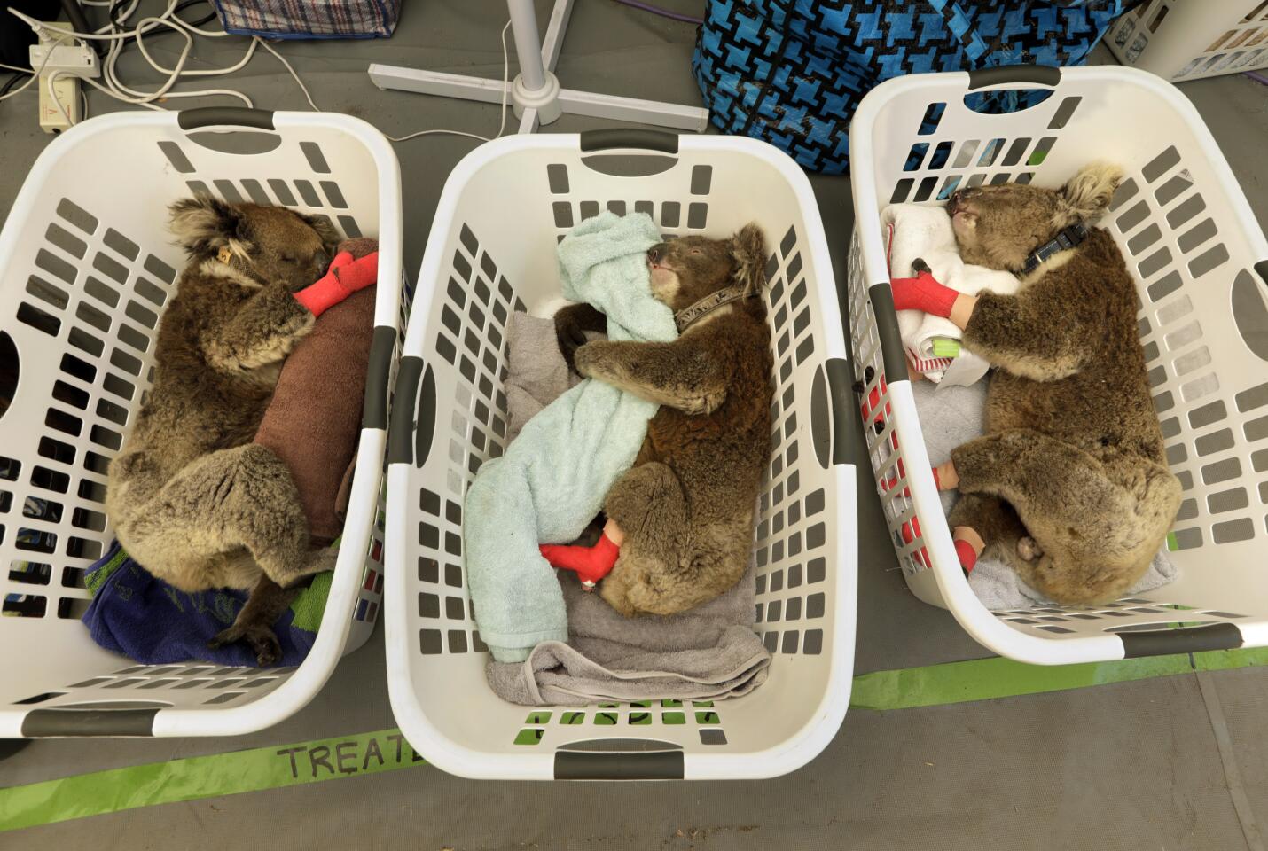 KANGAROO ISLAND, AUSTRALIA—JAN. 14, 2020—On Kangaroo Island, three injured koalas with burned paws are treated in a temporary hospital tent at the Kangaroo Island Wildlife Park. hundreds of thousands of animals have died on Kangaroo Island along as a result of devastating wildfires that started on the island on Dec. 20, 2019. At the Kangaroo Island Wildlife Park, volunteers and staff work to save as many koalas and other animals possible. A temporary hospital has been set up to treat their injuries, like burned paws. (Carolyn Cole/Los Angeles Times)