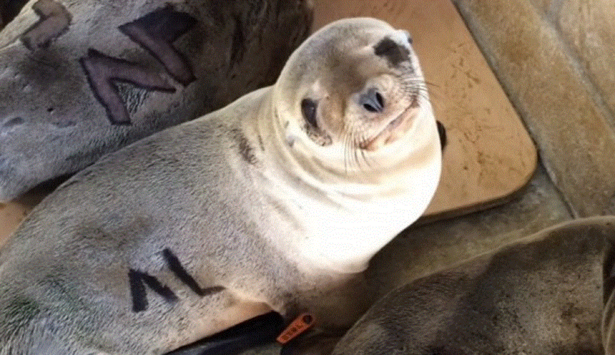 Marina, the sea lion pup