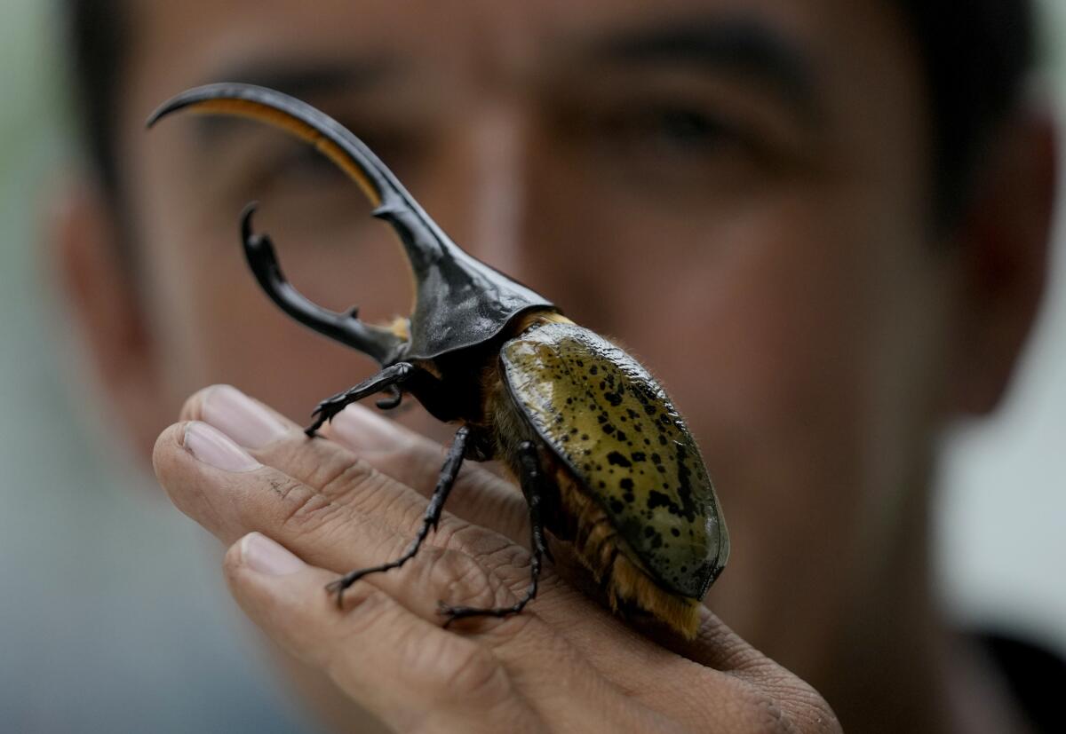 El ingeniero ambiental colombiano Germán Viasus Tibamoso, propietario de Tierra Viva, sostiene un escarabajo Hércules