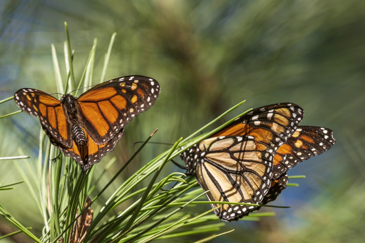 Orange and black monarch butterflies on branches  