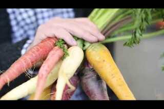 Market Fresh: Carrots