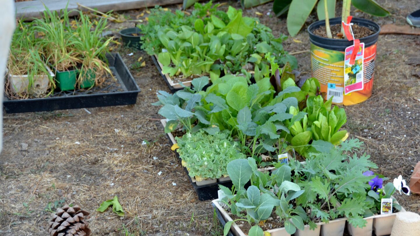 Assorted crops, vegetables and native plants await planting Sunday as part of Sycamore Creek Community Charter School's garden project.