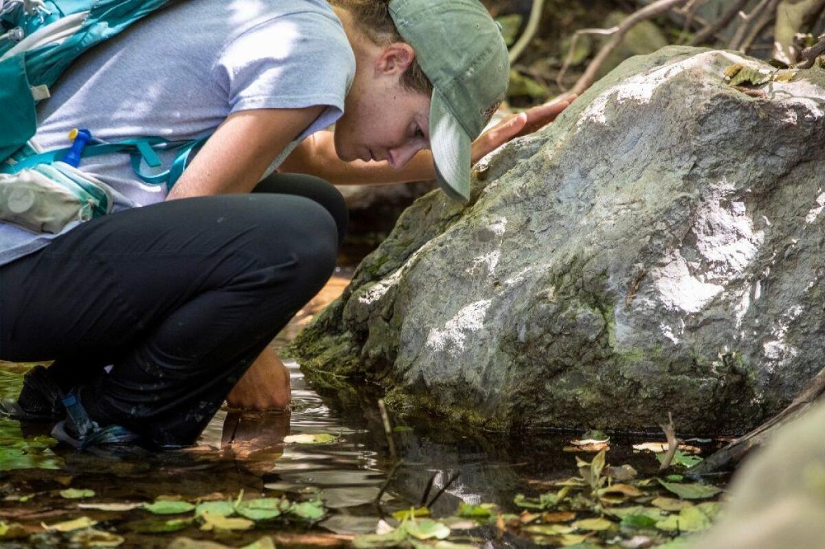 National Park Service biological technician Sarah Wenner looks along a creek for signs of California red-legged frogs on July 11.