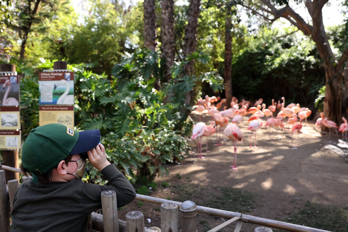 The flamingo exhibit