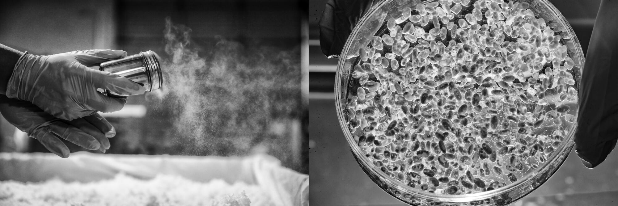 From left: Jin spreads koji spores over steaming rice; Jin checks the quality of his hand-made koji rice. 