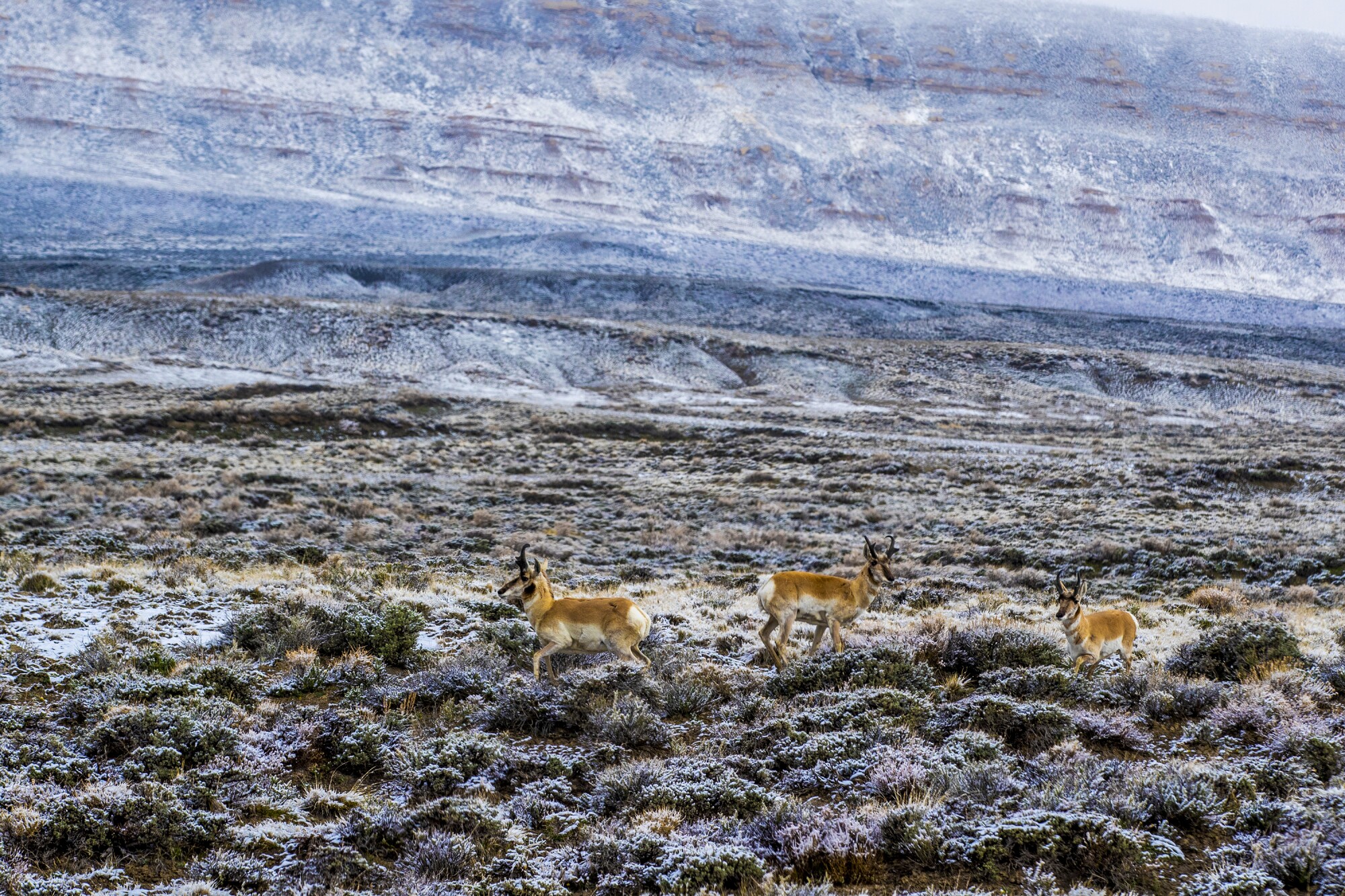 Pronghorn cross the snowy landscape near Overland Trail Ranch.