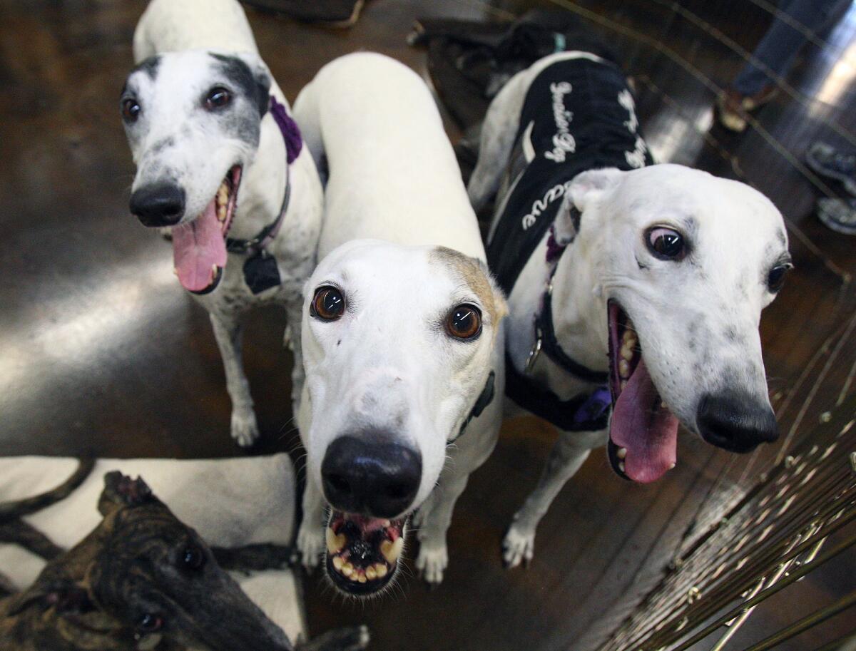 Shilo, Georgia and Cara, former racing dogs, are three greyhounds, owned by Janet Hardey, of Burbank, at Centinela Feed & Pet Supplies in Burbank where Grey Save sets up a pen with a group of personal grey hounds to let people know about their organization on Saturday, July 5, 2014. Grey Save has been setting up at the pet store on Saturdays since December.