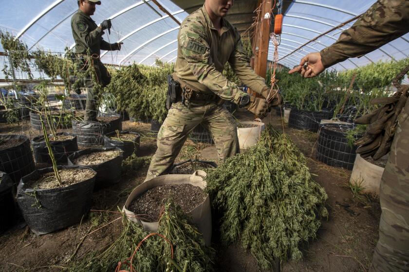 Siskiyou County marijuana task force members weigh cannabis plants 