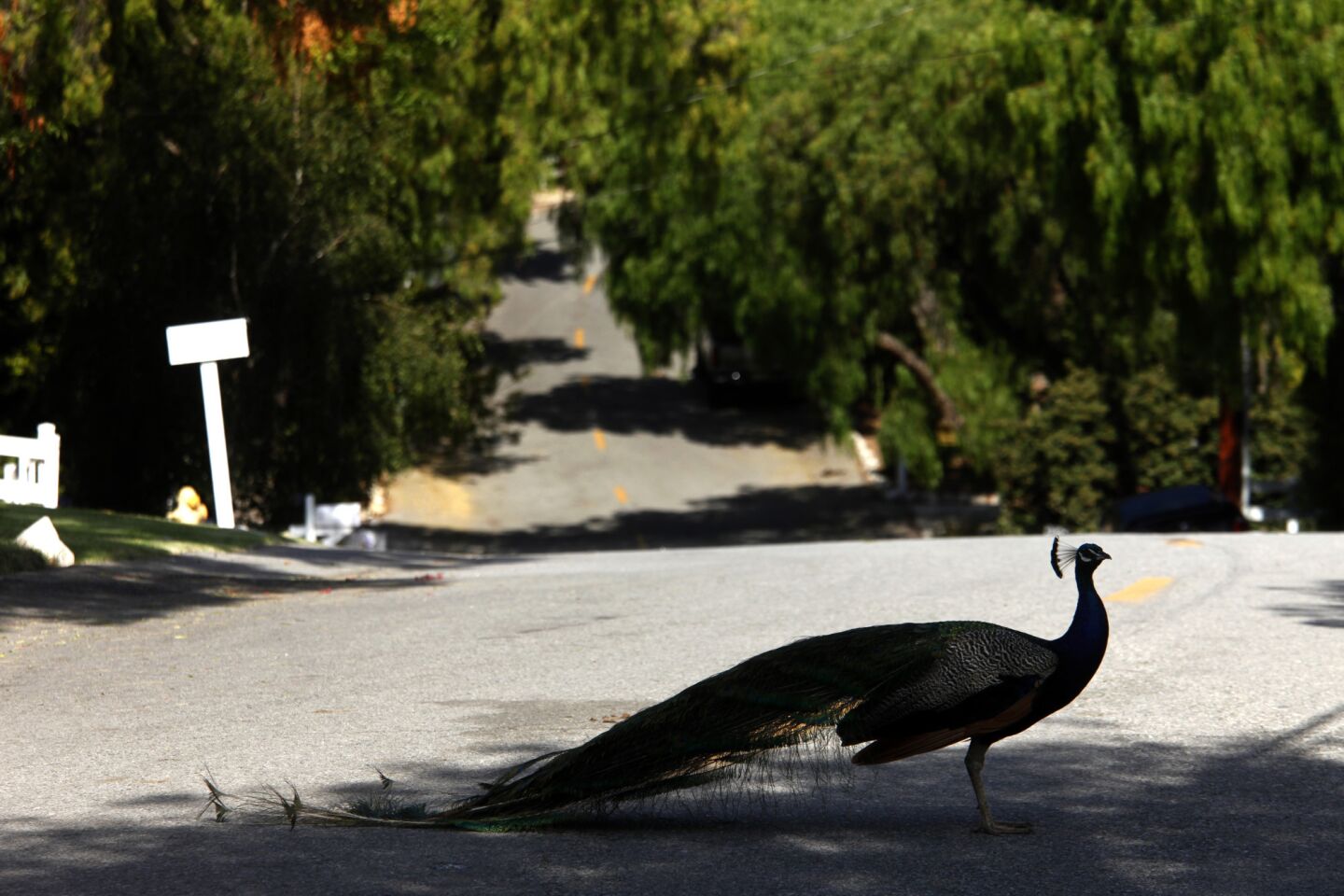 Peacocks in Rolling Hills Estates