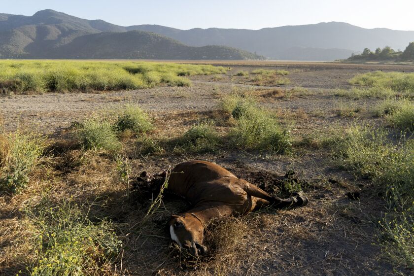 FILE - A dead horse lies on the dried lakebed of the Aculeo Lagoon during a drought in Paine, Chile, Dec. 22, 2022. The lagoon dried up several years ago. (AP Photo/Matias Basualdo, File)