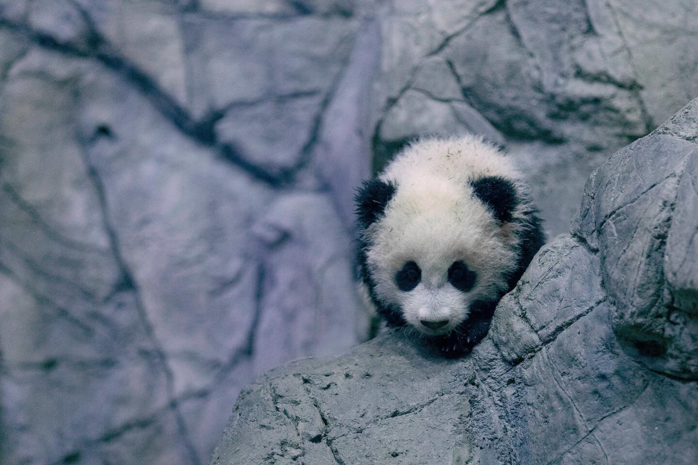 Panda cub Bao Bao