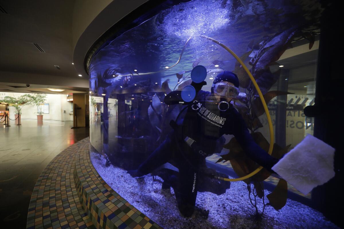 Marine biologist Daniel Gilboa cleans the aquarium inside Los Angeles' Union Station. 