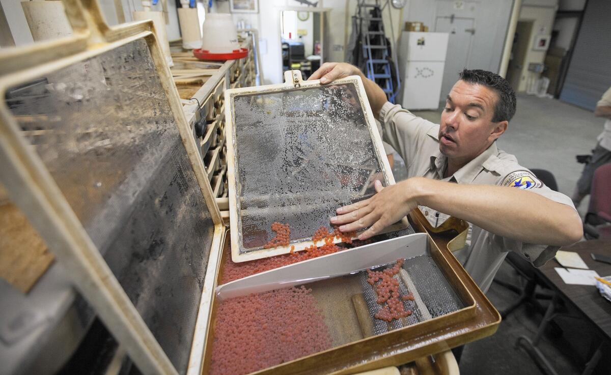 Fish culturalist Beau Hopkins stores winter-run salmon eggs after counting them at the Livingston Stone National Fish Hatchery north of Redding, Calif.