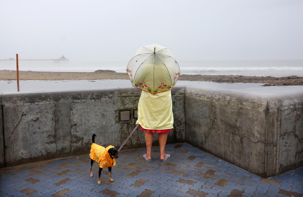 A person and dog wear raincoats as they stand near the Pacific Ocean.