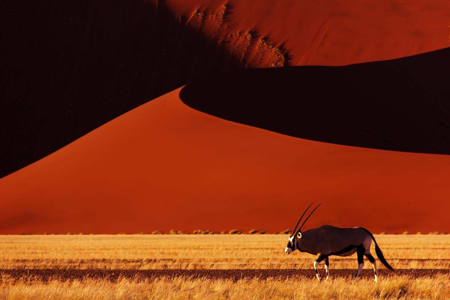 An oryx walks in the early morning past Dune 45 in the Namib desert at Sossusvlei.