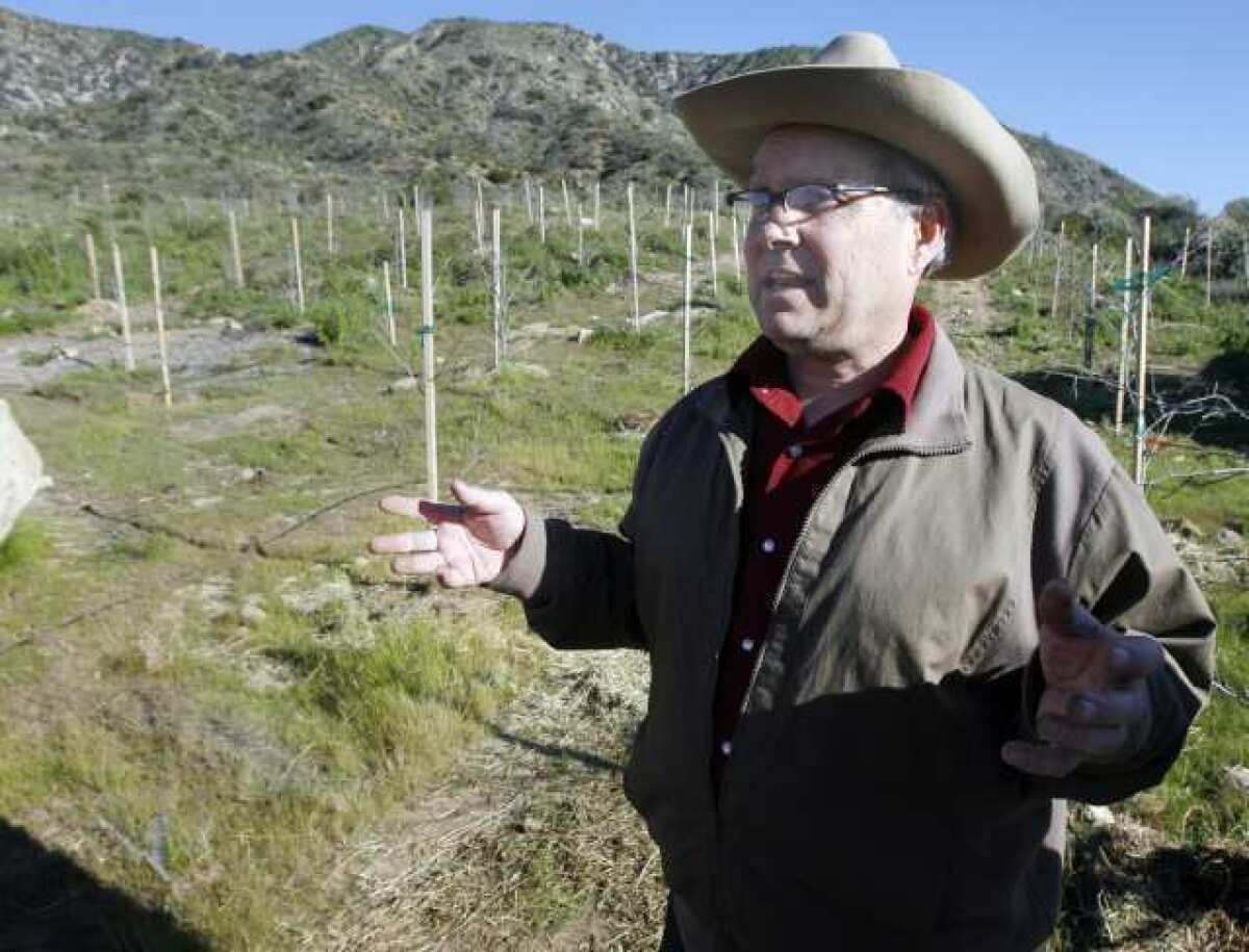 William Johnson stands by the persimmon orchard he planted seven years ago above La Cañada Flintridge.