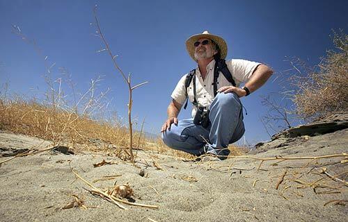 Research ecologist Cameron Barrows searches for the flat-tailed horned lizard in a wind-swept area of the desert east of Palm Springs. This is the last corner in the Coachella Valley that still has a population of these lizards, he said.