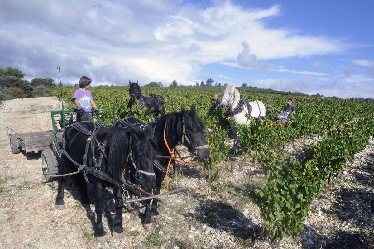 Harvesting grapes for Minervois wine in Massamier-la-Mignarde, close to Pepieux. This vineyard is traditionally harvested with horses to carry the grapes.