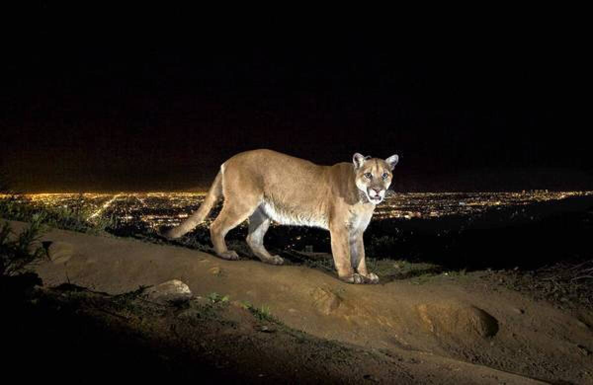 The lights of Hollywood glow behind P-22, a 125-pound mountain lion in Griffith Park. The photo was taken by Steve Winter with a remote trail camera and will be published in December's National Geographic magazine. Winter's work will appear in "The Power of Photography: National Geographic 125 Years" at the Annenberg Space for Photography, opening Oct. 26.