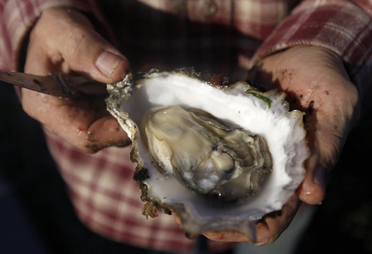 Drakes Bay Oyster owner Kevin Lunny holds a Pacific oyster. Members of the California oyster industry reacted unhappily to the news that the company's farm would have to close.