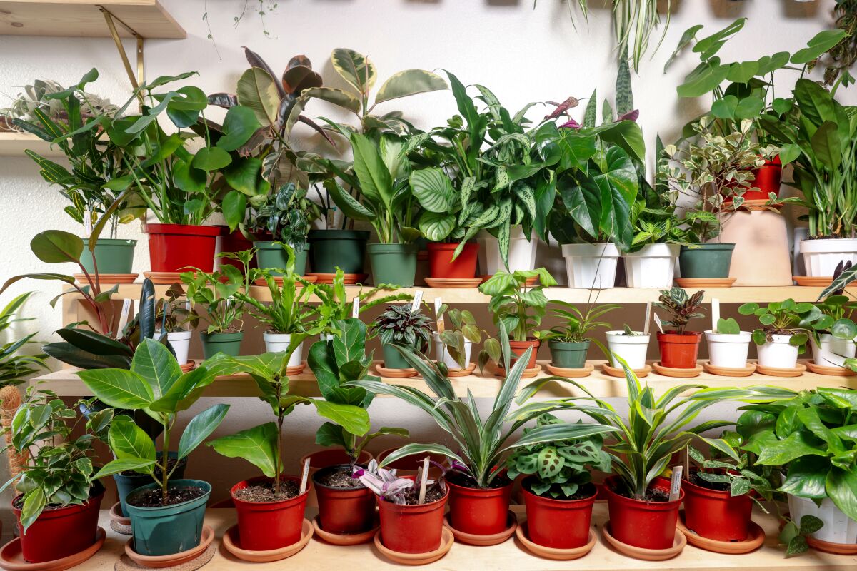Three shelves filled with houseplants in pots