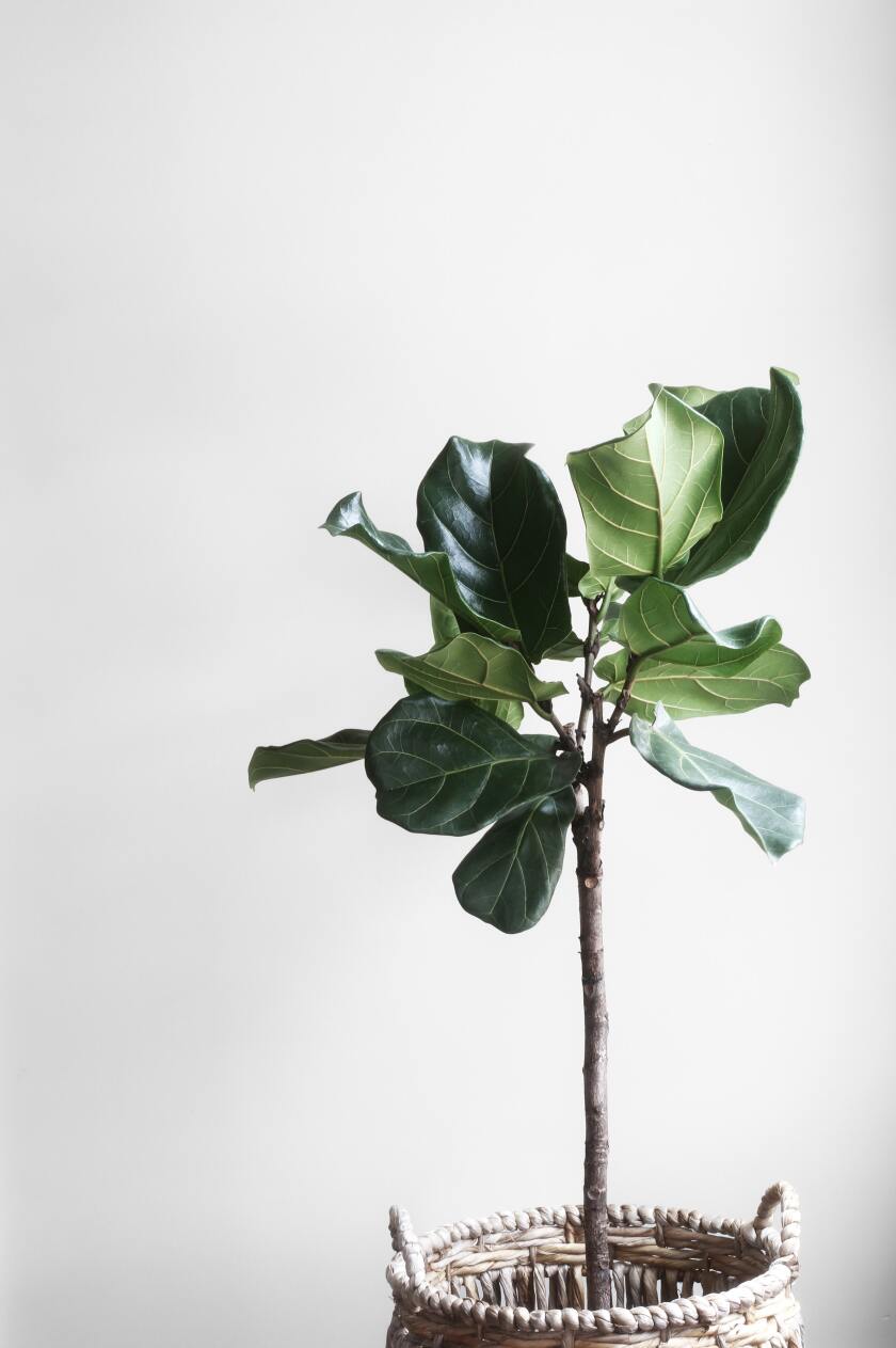 Fiddle-leaf fig tree