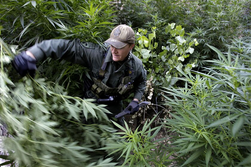 A warden with the California Department of Fish and Game hacks down marijuana plants found growing in a deep ravine in the Sierra Nevada foothills near Kernville.