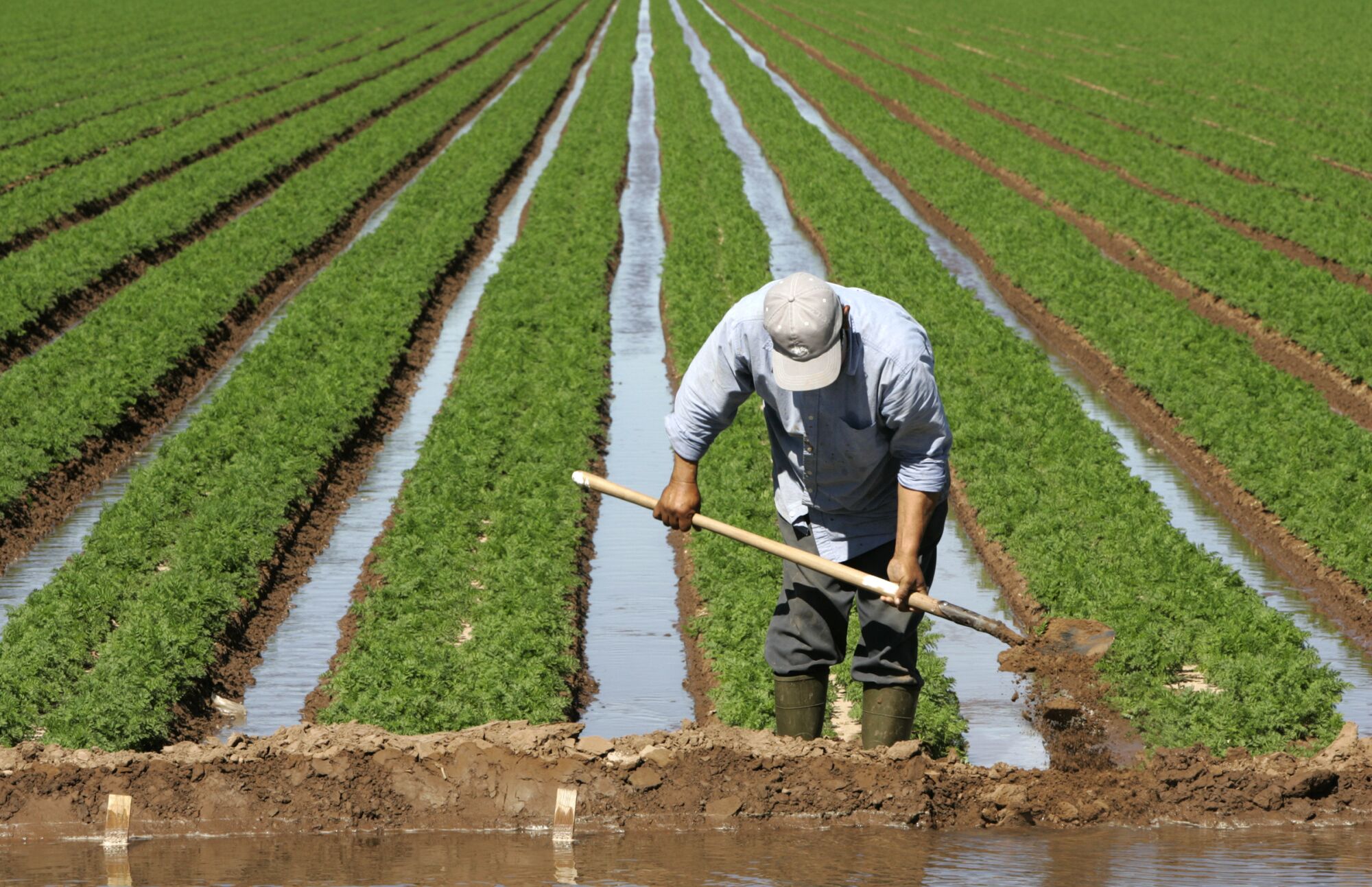 Jorge Ponce, an irrigator, adjusts the flow of ditch water into a carrot field in the Imperial Valley.
