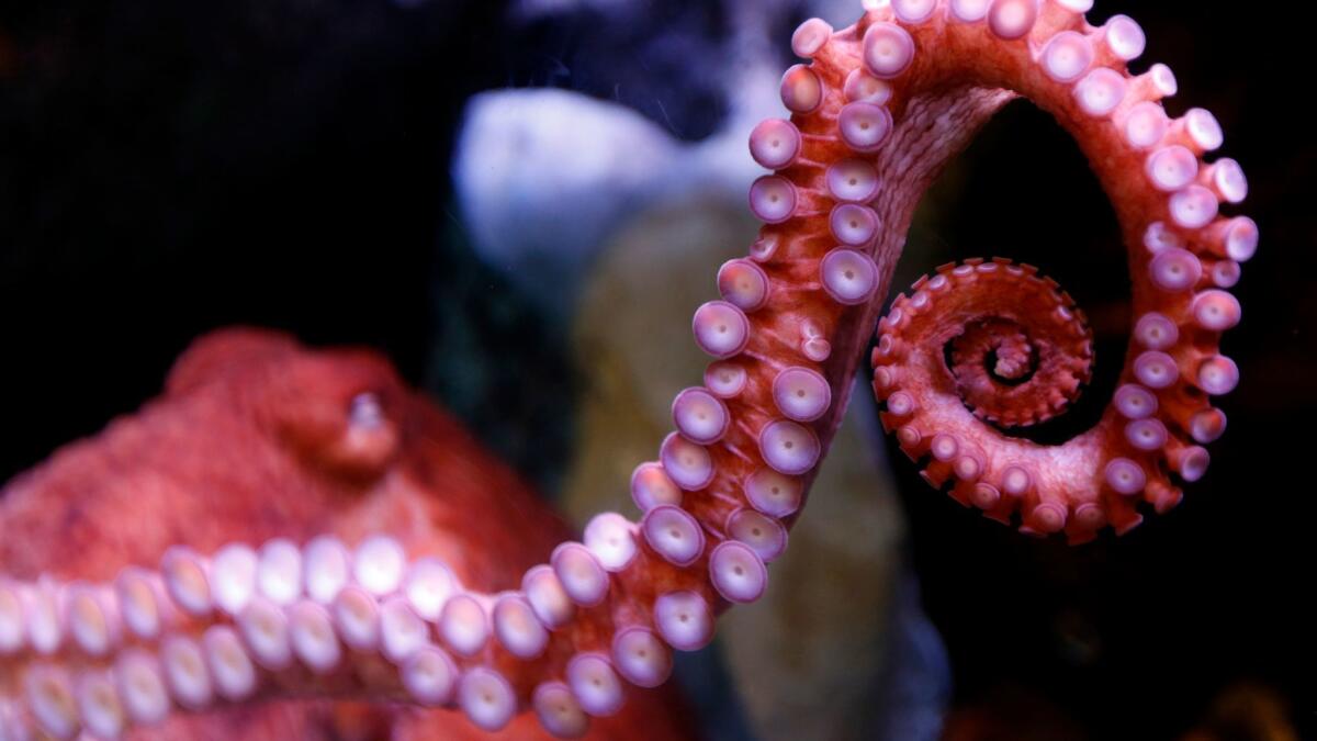 Is part of an octopus' consciousness alive in its tentacles?