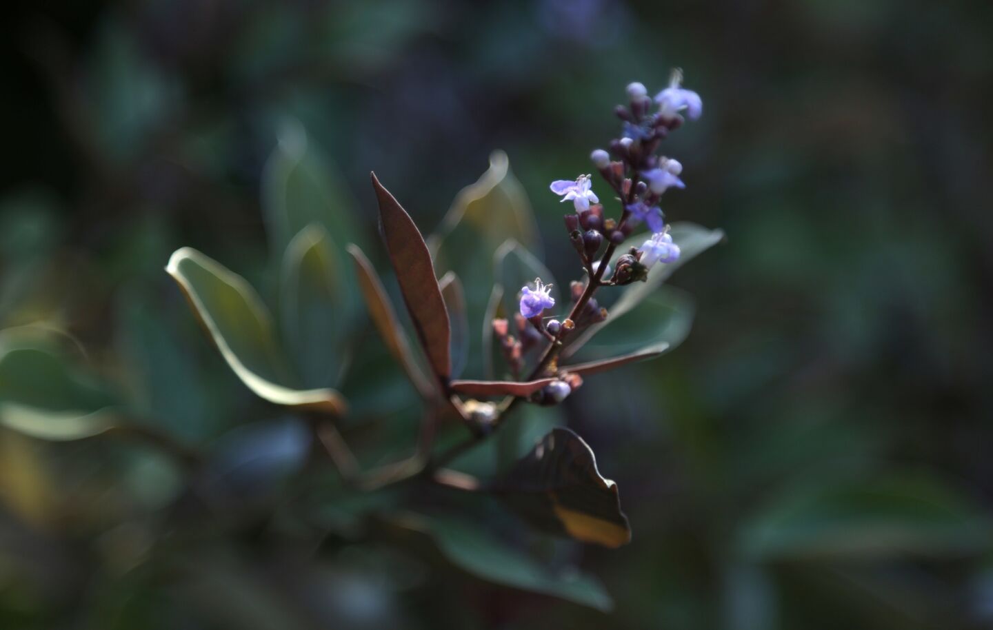 Vitex trifolia 'Purpurea.'