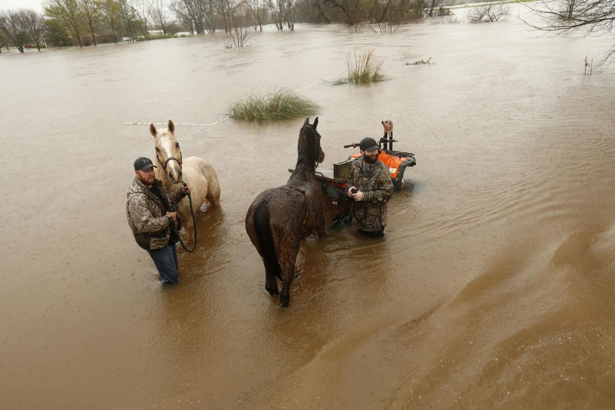 Two men secure two horses in rising floodwaters in Bossier Parish, Louisiana, on Thursday.