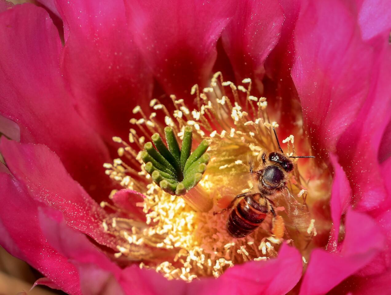 Things are buzzing in Joshua Tree National Park, including a bee that is enjoying a little time in the flower of a hedgehog cactus.