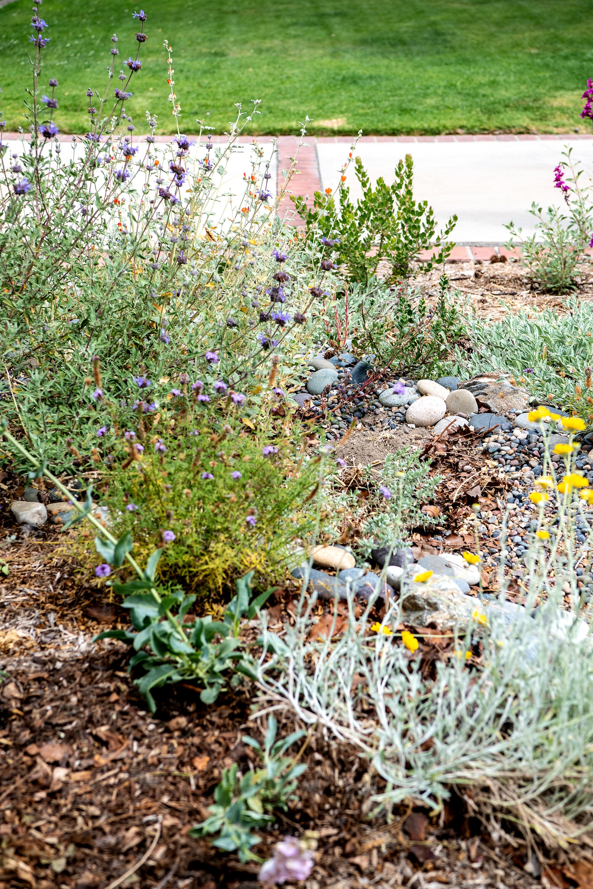 A view of the front yard at Sarah Lariviere's home in Burbank