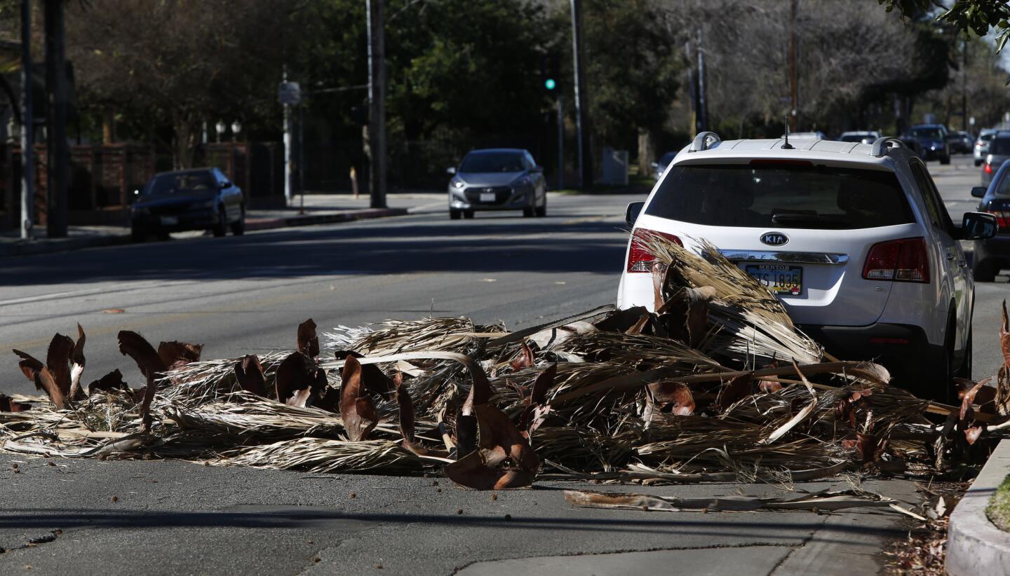 Debris from trees block part of Victory Boulevard in the Valley.