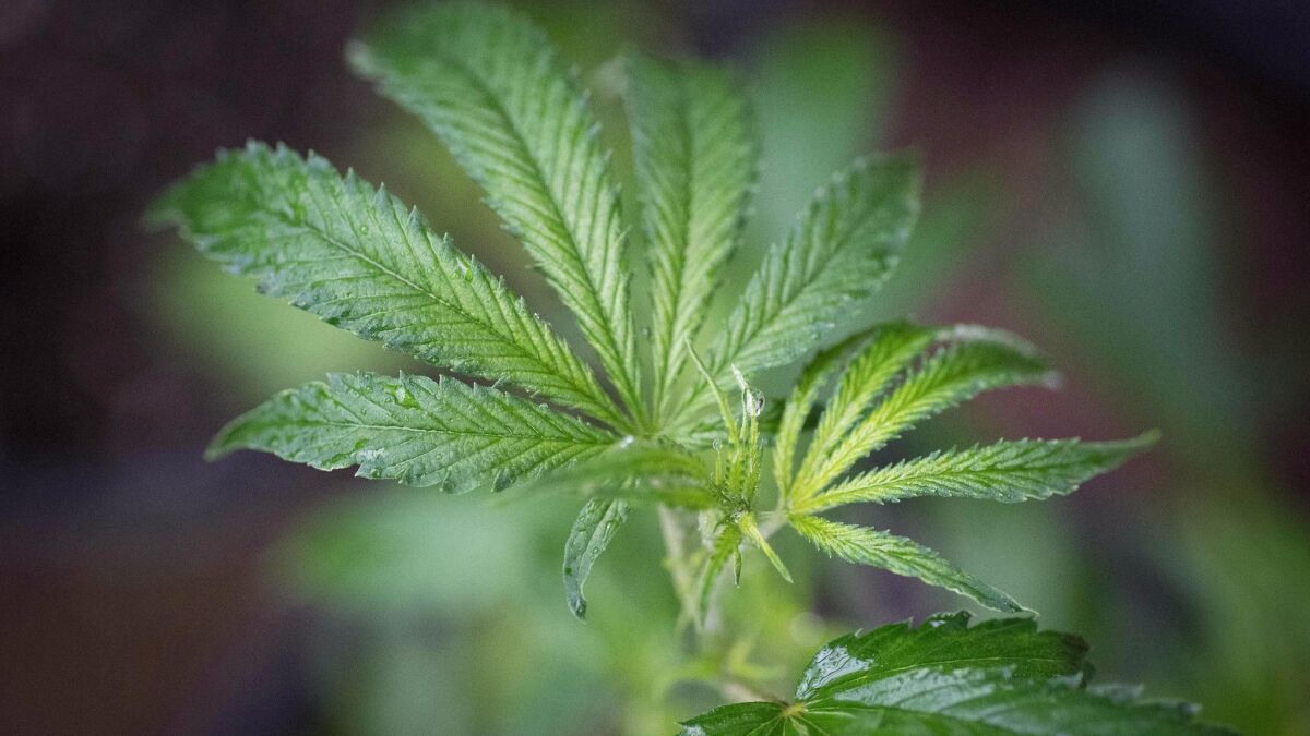 A marijuana plant in a greenhouse in Mendocino County, Calif., in April.