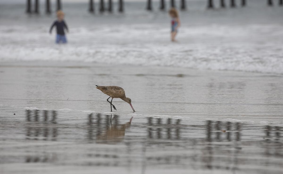 A sandpiper feeds near the Oceanside Pier 