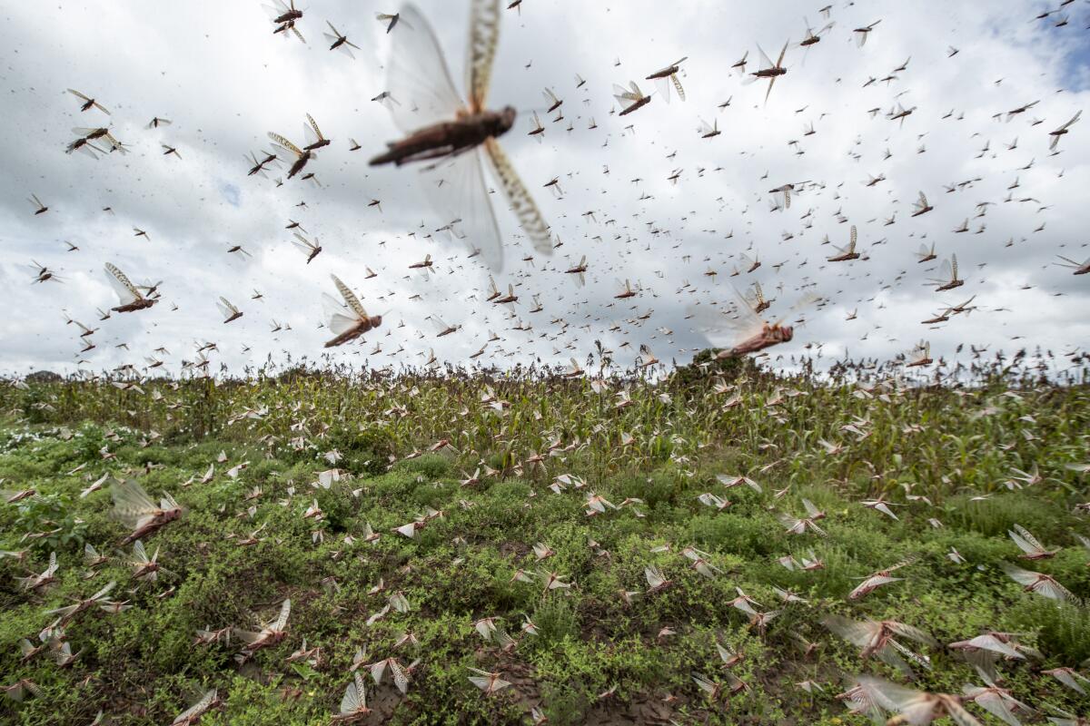 Swarms of desert locusts fly up into the air from crops in Katitika village, Kitui county, Kenya Friday.