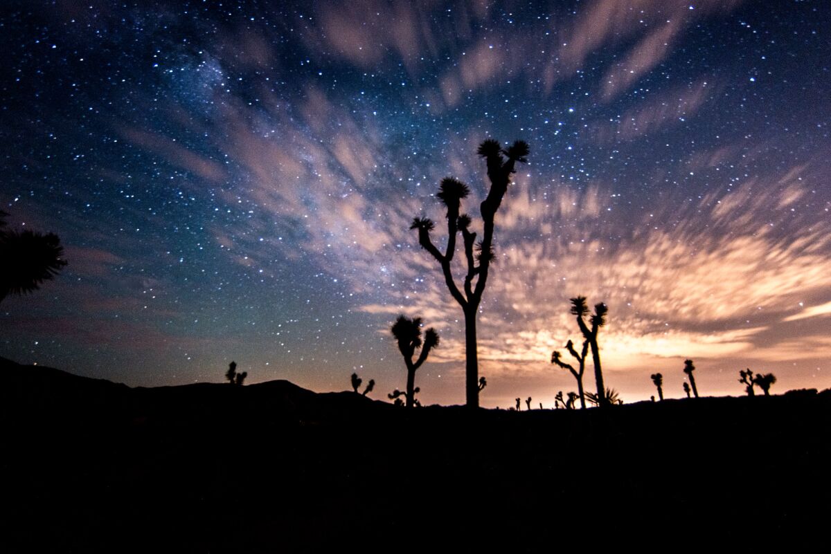 The night sky is seen over Joshua Tree National Park.