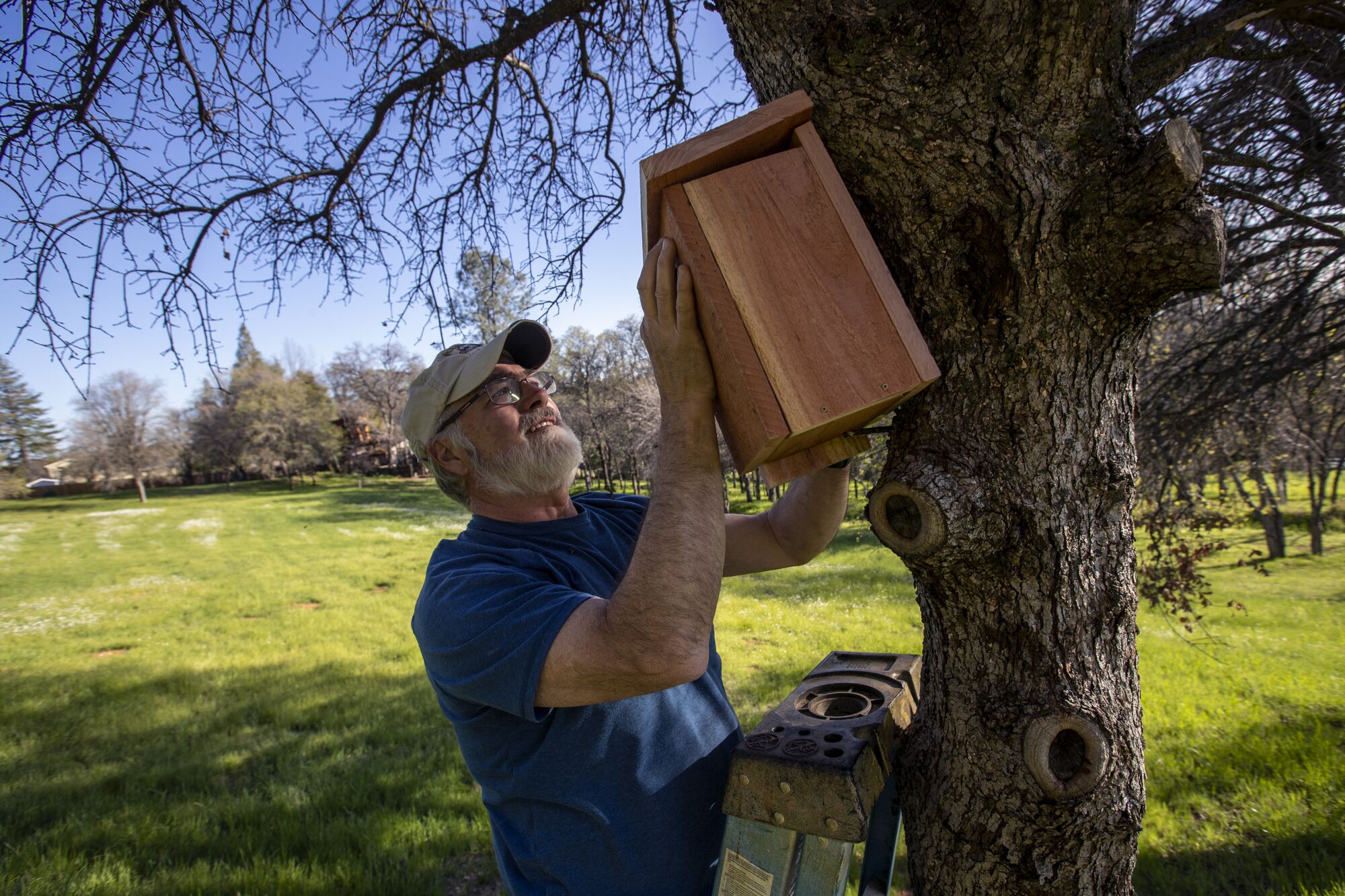 Steve Schwarzbach hangs a wooden birdhouse to the side of a tree