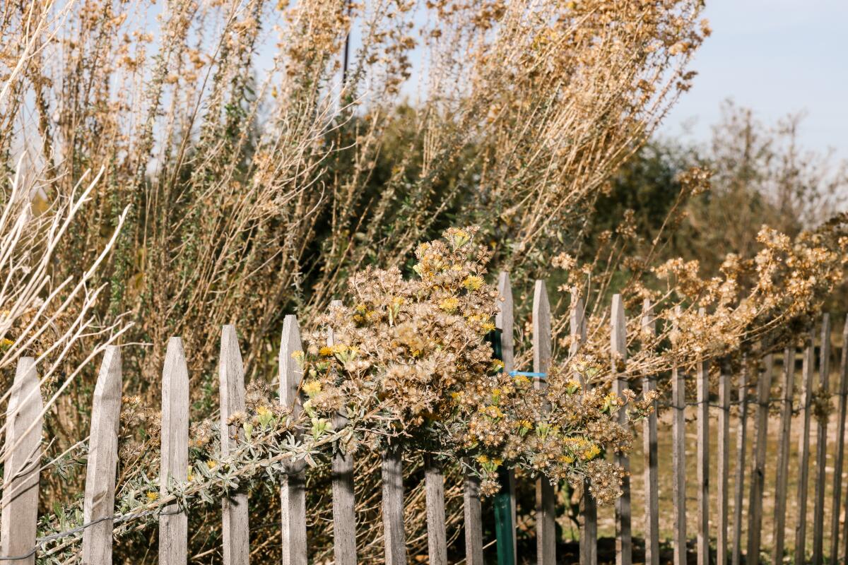 Withered, winter-brown plants with a wooden fence in front of them