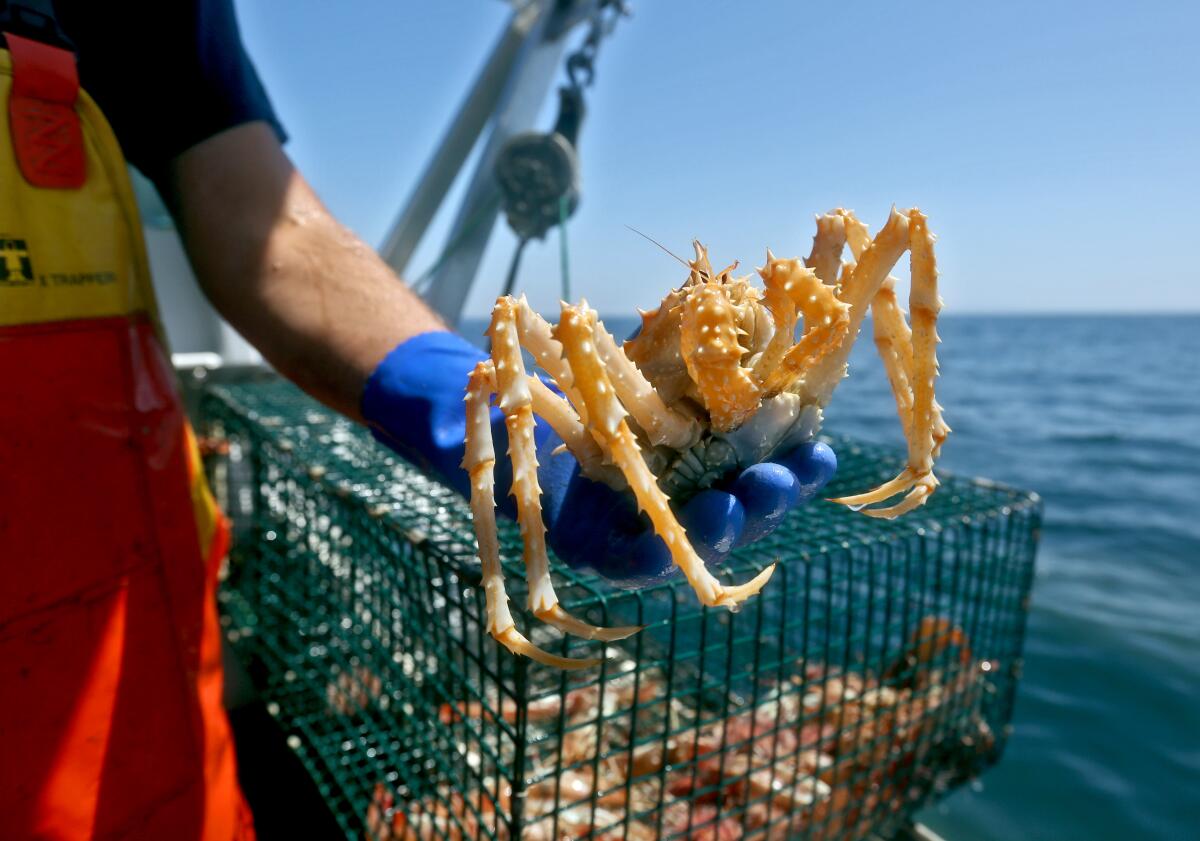 California king crab