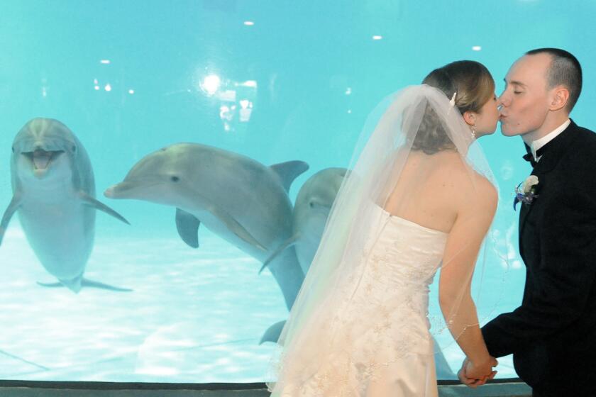 Caroline Trowbridge and Devon Minarik, both of Hunt Valley, kiss during as they are photographed at the National Aquarium, Baltimore, in front of the dolphin exhibit. They were married earlier and are having a round of wedding photos taken.