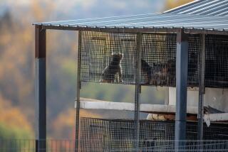 Weldon, Iowa - October 19, 2023: (Editors special note: This is a special assignment for the IT team. Please DO NOT use images for other stories or share with Getty before their project has been published.) Stacks cages filled with dogs of Jerry Couchman's property in Weldon, Iowa on October 19, 2023. (Francine Orr/ Los Angeles Times)