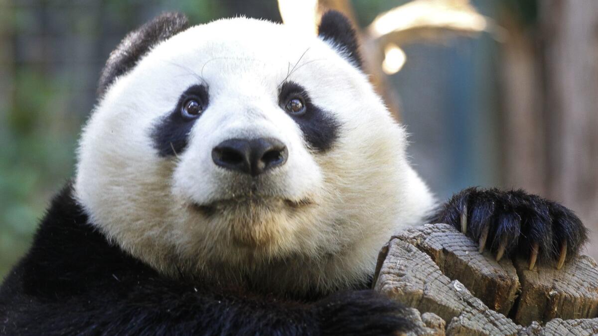 Young male panda Xiao Liwu was born at the San Diego Zoo.