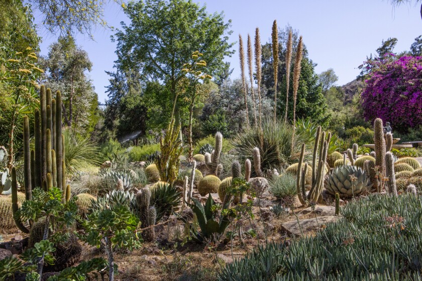Cactuses and succulents at Taft Gardens.