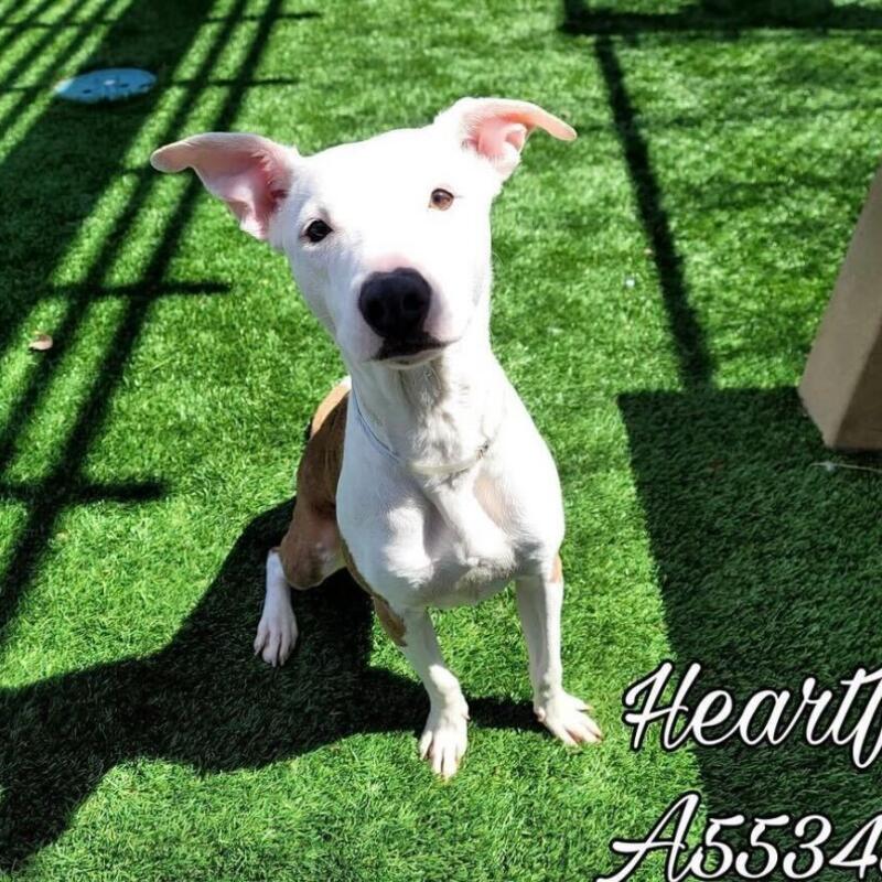 Heartful was euthanized at one of the LA county shelters. 