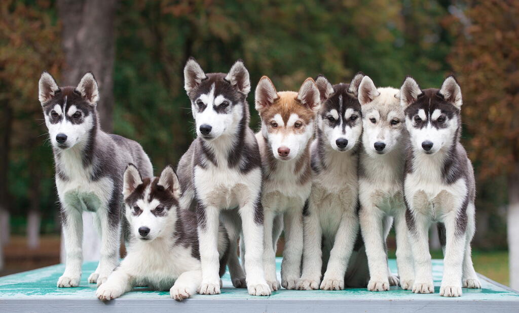 Husky Rasses Siberian Husky Dog Breed: Care Tips & Characteristics You Need to Know ...