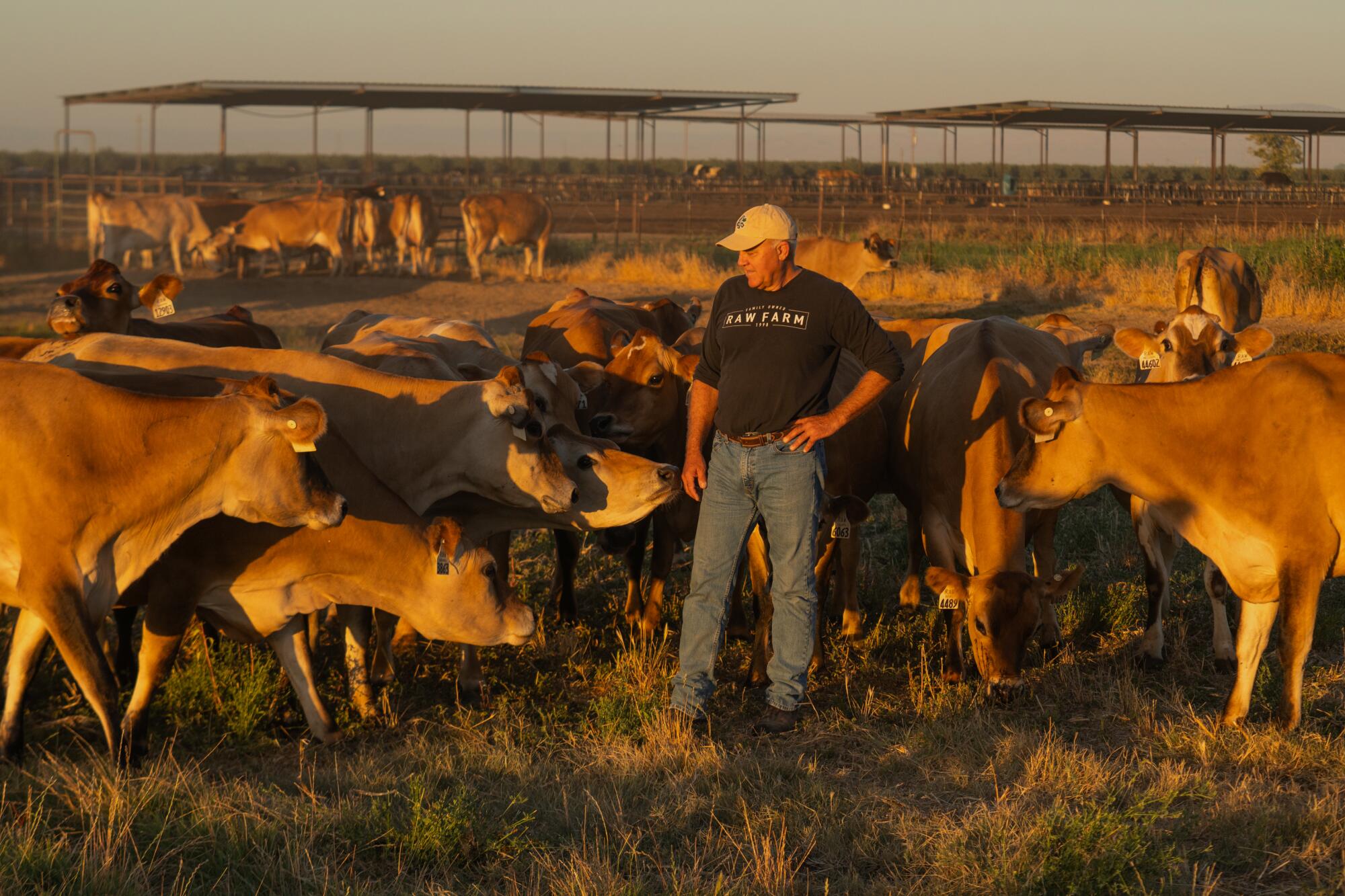 A man stands among a group of dairy cows.