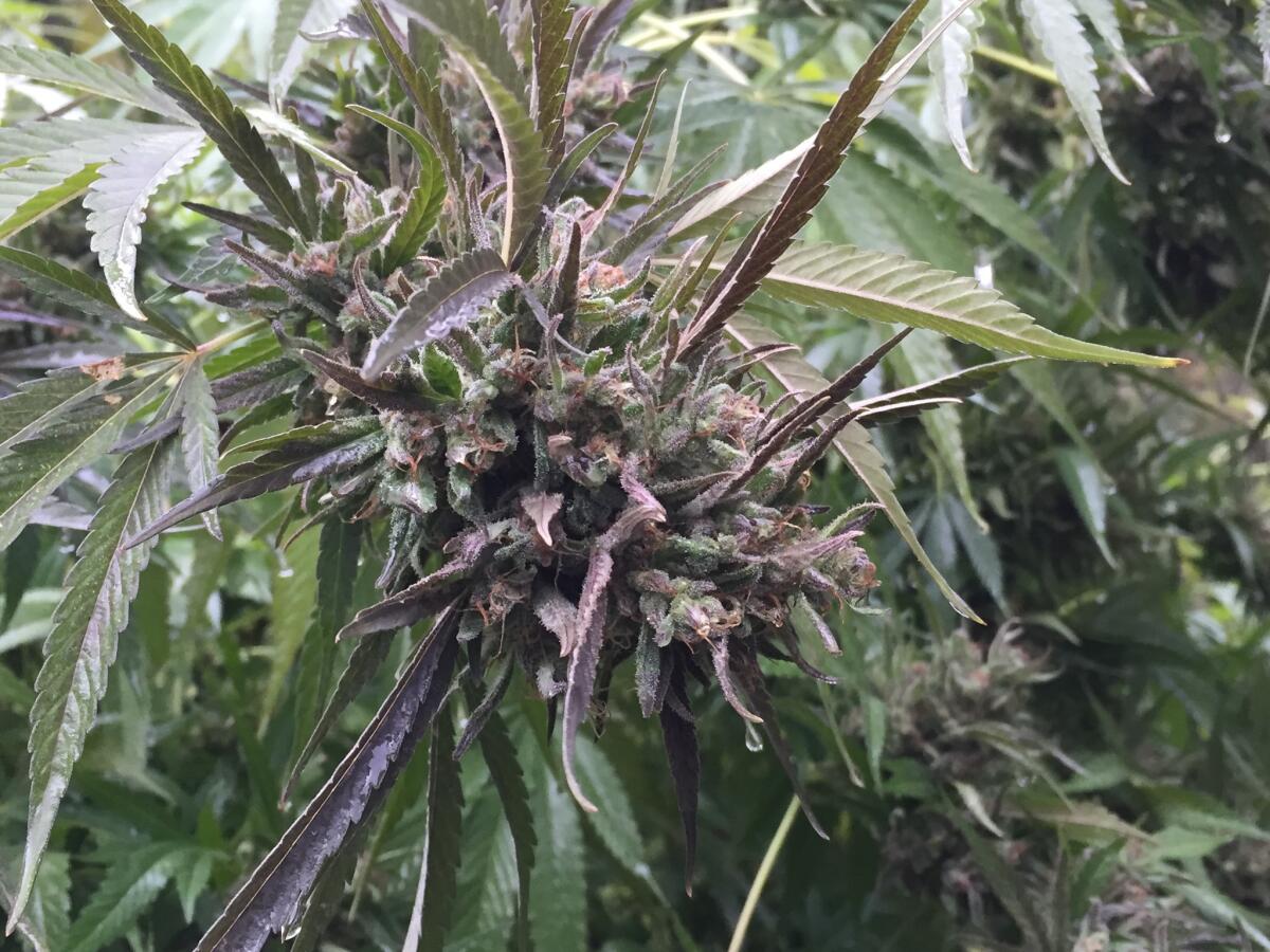 An unharvested cannabis flower grows in the Mendocino County garden of Robert Cunnan.