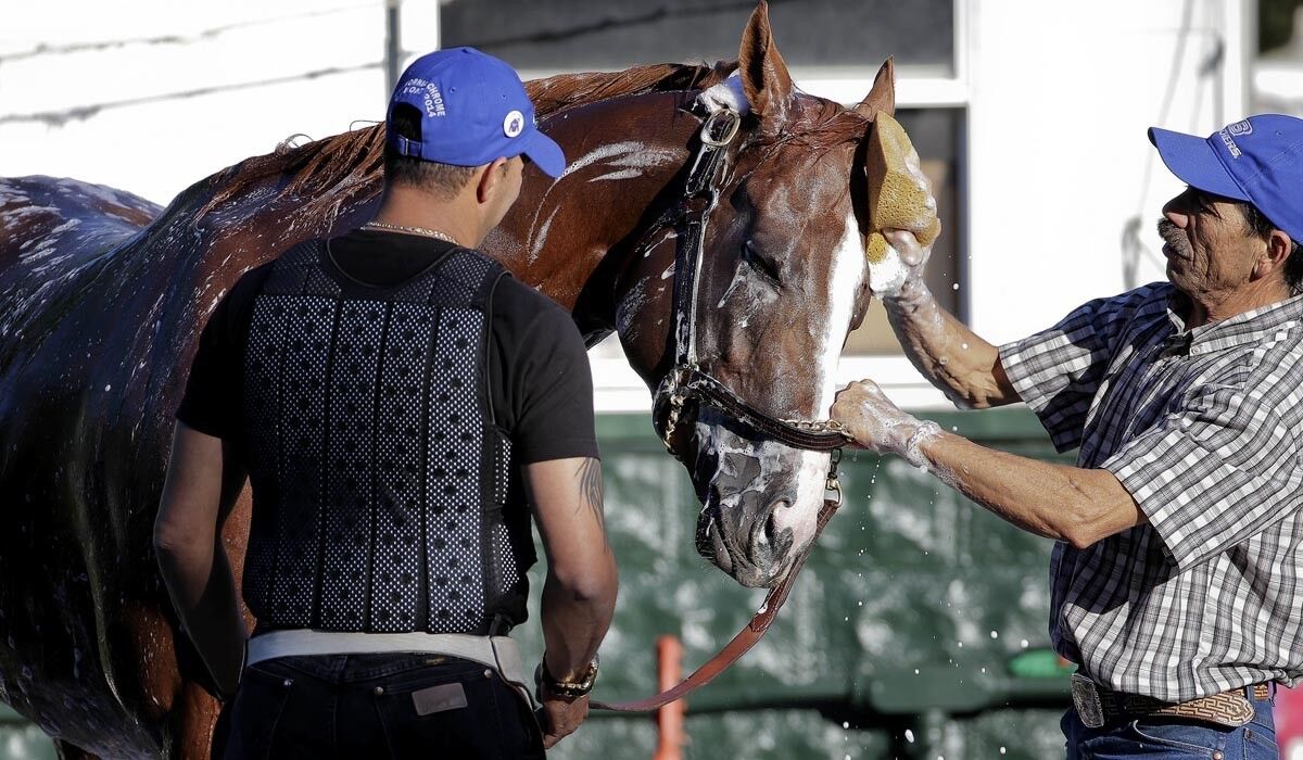 Triple Crown hopeful California Chrome is bathed by exercise rider Willie Delgado, left, and groom Raul Rodriguez after a workout Friday at Belmont Park.